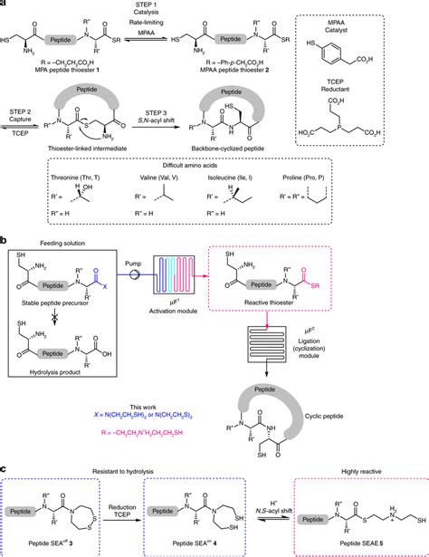 cyclic peptide|cyclic peptide review.